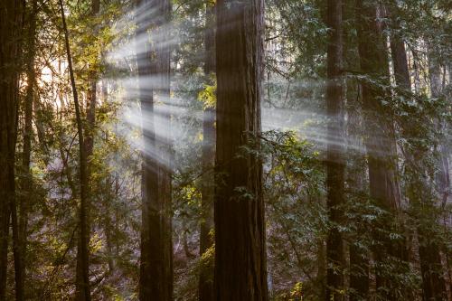 Armstrong Redwoods Natural Preserve, Guerneville, CA, US