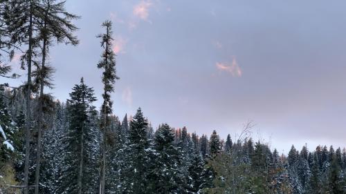 Sun setting on the tops of snow dusted pines, Northern Rockies.