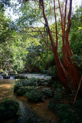 Red Tree, West Kalimantan, Indonesia