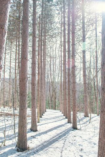 Snowy Pathway, Hunter Mountain, NY