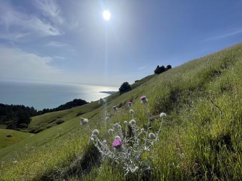 Mt. Tamalpais State Park, CA, USA