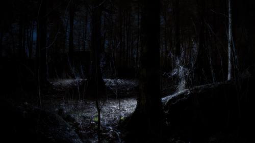 Dead Dark Forest At Night HQ