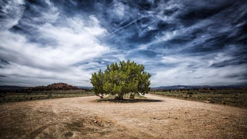 One Juniper Tree