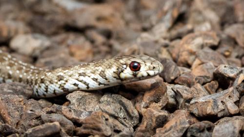 Juvenile Mole Snake