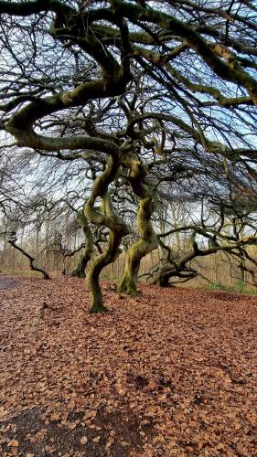 Hexenwald, Sassnitz Germany