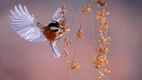 Bird Fluttering Berries Wings