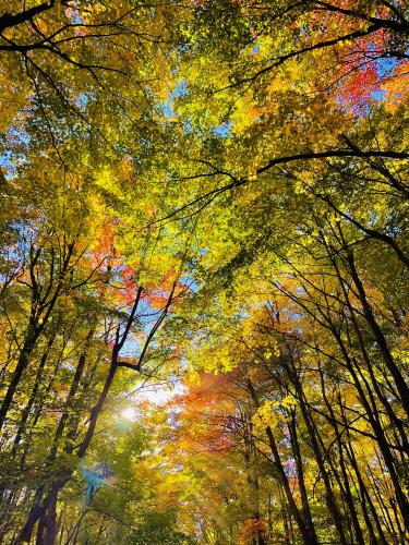 Autumn Canopy, Gore, QC