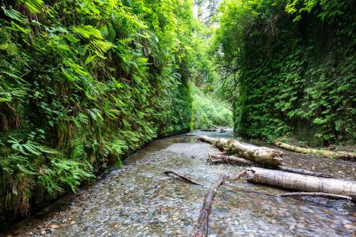 The Walls of Fern Canyon near Gold Beach, California, can be as tall as thirty feet high, and are covered in ferns