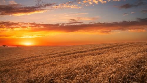 Field of Gold