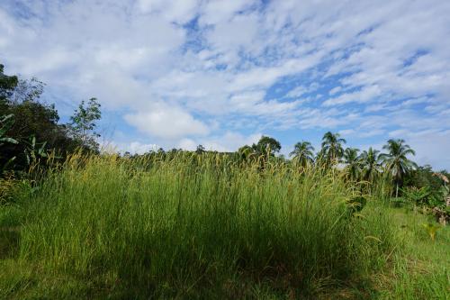 Ilalang, West Kalimantan, Indonesia