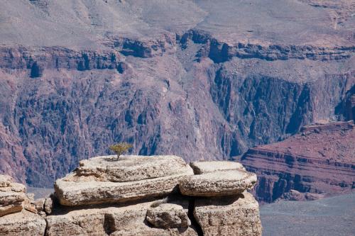 Grand Canyon National Park / Arizona  /