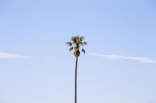 Simple Palm Tree