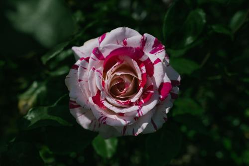 Neil Diamond rose