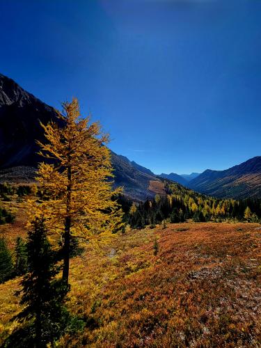 Larch season at Ptarmigan Cirque, Kananaskis Canada