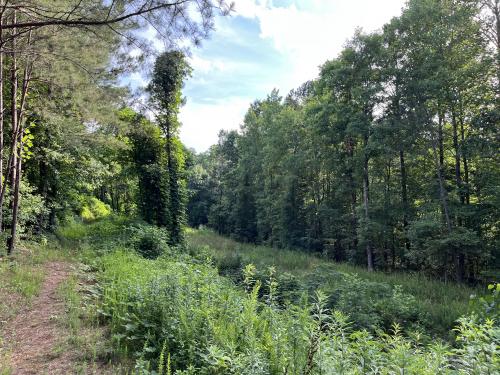 Wooded Path Behind My House in Woodstock, GA, USA