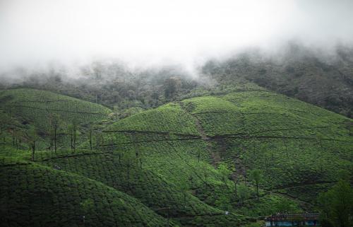 Foggy mornings - Valparai, India