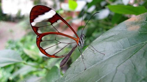 Glass Wing Butterfly