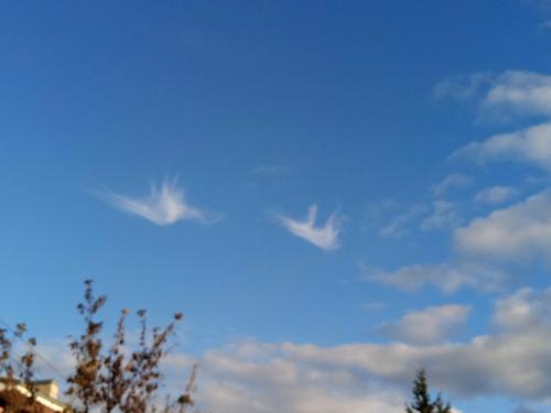 Captured some "cranes"