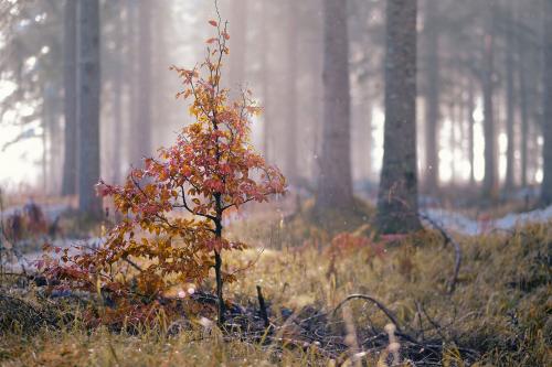 A small tree among big trees