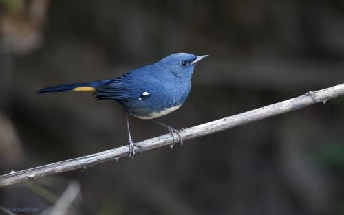 White-bellied redstart