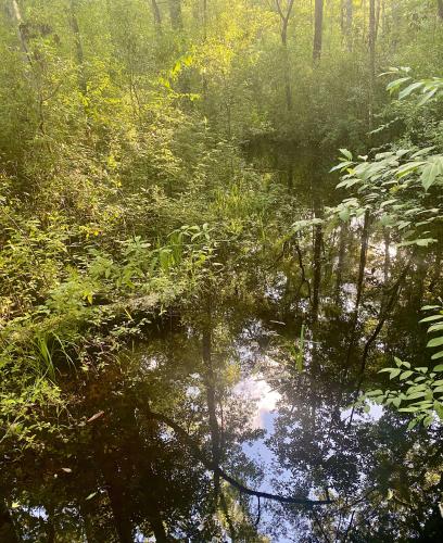 Mystical morning vibes in my beautiful swamp - Tallahassee, FL, USA