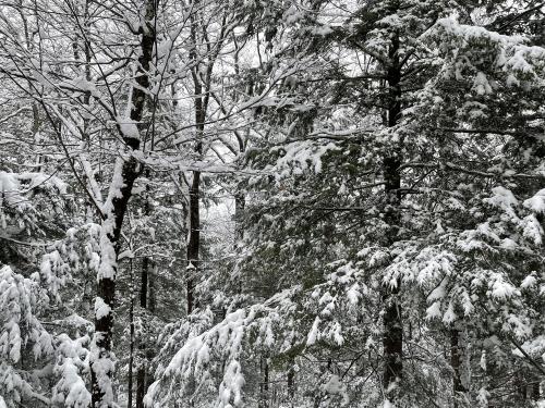 First Snow of the Year - Poestenkill, NY