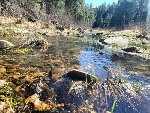 Coconino Forest Refuge