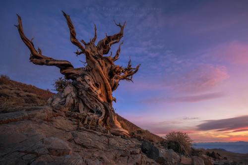 Ancient Bristlecone Pine Forest at dusk, California  [] IG: @iansfrazier