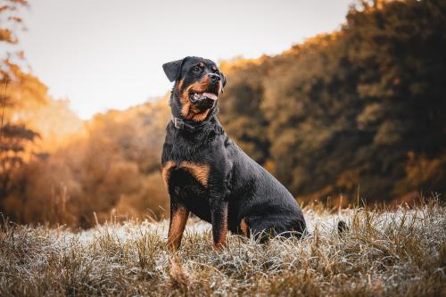 Rottweiler - One of the Dangerous Dog in 2022