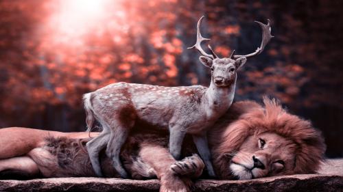 Lion and Deer. Unexpected harmony