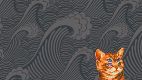 four eyed cat