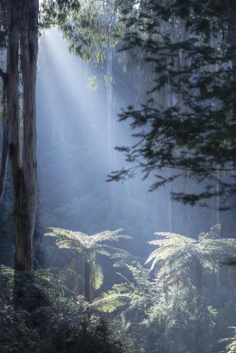 Dandenong Ranges National Park, Victoria, Australia