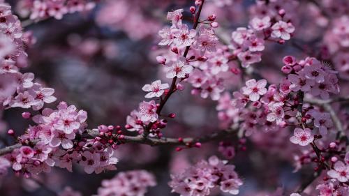 Plum blossoms, Madrid, Spain