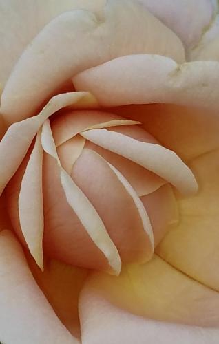 A rose unfurling