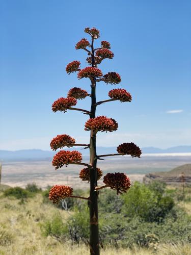 Saw a century plant on here the other day so I wanted to share this agave I found near White Sands , ,