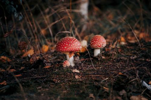 Mashroom Forest