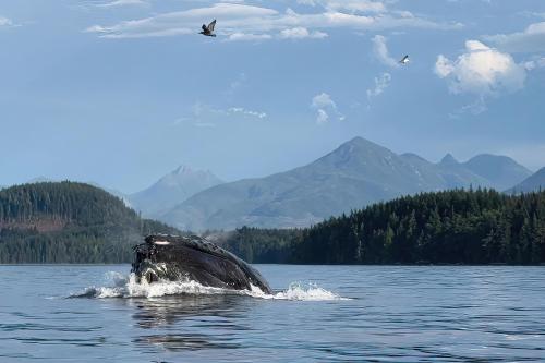 Whoosh goes the whale!