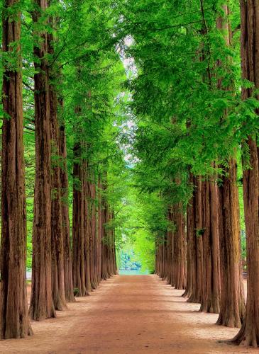 Nami Island, South Korea