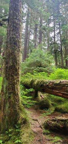 Sol Duc Valley