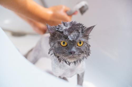 Bath time for baby kitty! Eyes so Beautiful