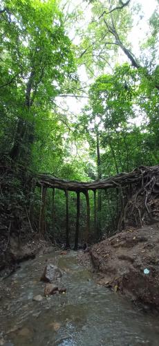 Ficus tree root in Monteverde, Costa Rica.