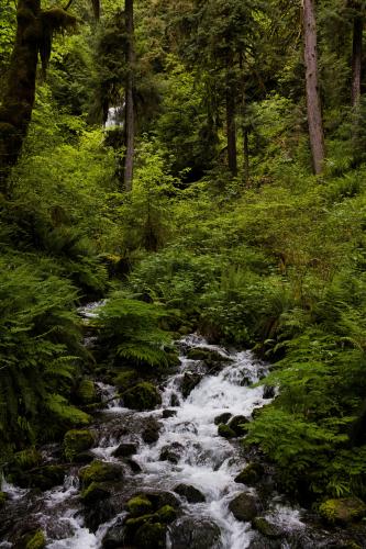 Layers of Old Growth in Olympic National Park, WA