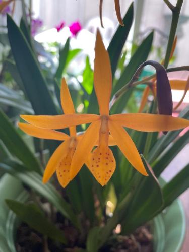 Our 4 Month blooming Orchid- Brassavola Golden Peacock