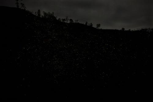 Fireflies, Pune India   stacked image of 22 insta:lelegaurav