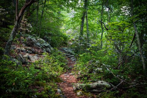 Remote USFS trail in the West Virginia Highlands, USA