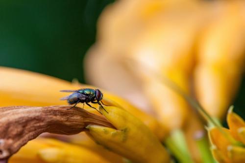 fly insect animal bug Picture