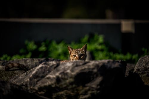 Cute cat watch somebody