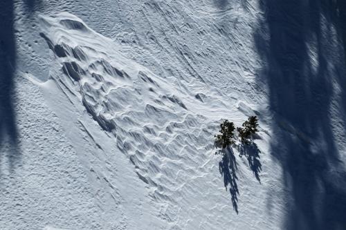 Two trees on San Gorgonio Mountain, CA