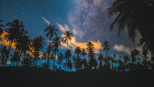 Tropical Palm Trees