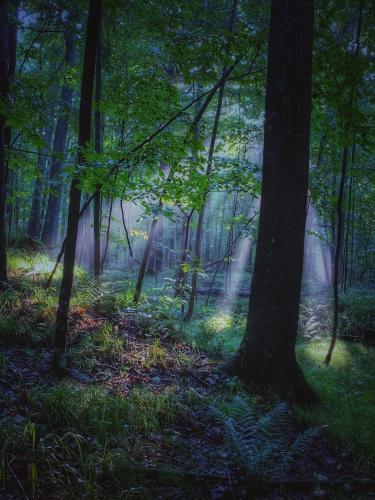 Morning light - Frontenac Provincial Park, Ontario Canada